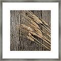 Close Up Of Wheat On Rustic Wooden Table Framed Print