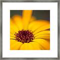 Close-Up Of Yellow Flower Framed Print