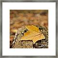 Closely Admired Framed Print