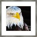 Closeup Portrait Of An American Bald Eagle Framed Print