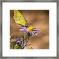 Clouded Sulphur Butterfly 3 Framed Print