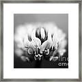 Clover - Bw Framed Print