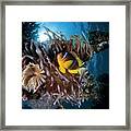 Clownfish In A Sea Anemone Framed Print