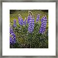 Clump Of Lupine Framed Print