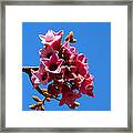 Cluster Of Lacebark Flowers Framed Print