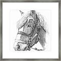 Clydesdale Horse Pencil_portrait Framed Print