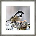 Coal Tit And The Peanuts Framed Print