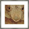 Coarse Haired Wombat, Australia Framed Print