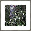 Coast Redwood And Rhododendron Redwood Framed Print