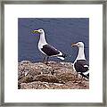 Coastal Seagulls Framed Print