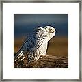 Coastal Snowy Owl Framed Print
