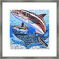 Cobia On Rays Framed Print