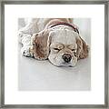 Cocker Spaniel Dog Sleeping Framed Print