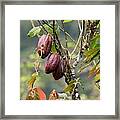 Cocoa Pods On A Tree (theobroma Cacao) Framed Print