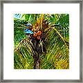 Coconut Palm Tree Framed Print