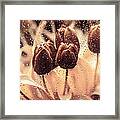 Coffee Tulips Framed Print