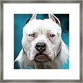 Cold As Ice- Pit Bull By Spano Framed Print