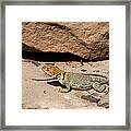 Collared Lizard Framed Print