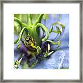Collecting Pollen Framed Print
