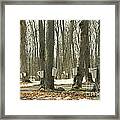 Collecting Sap For Maple Syrup Framed Print