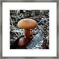 Collybia Mushrooms Framed Print