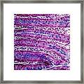 Colon Lining Framed Print