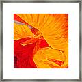 Color Orange Framed Print