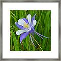 Colorado Columbine Framed Print