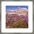 Colorado Orchards In Bloom Framed Print