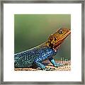Colorful Awesomeness... Framed Print