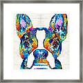 Colorful Boston Terrier Dog Pop Art - Sharon Cummings Framed Print