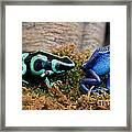 Colorful But Deadly Poison Dart Frogs Framed Print