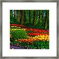 Colorful Corner Of The Keukenhof Garden 4. Tulips Display. Netherlands Framed Print
