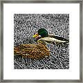 Colorful Ducks Framed Print