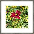 Colorful Flower Meadow With Great Red Blossom Framed Print