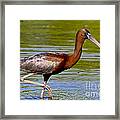 Colorful Glossy Ibis Framed Print
