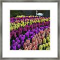 Colorful Hyacinths Announce Spring Framed Print