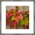 Colorful Ivy Framed Print