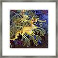 Colorful Leafy Sea Dragons Framed Print
