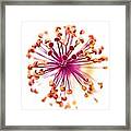 Colorful Macro Flower Framed Print