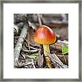 Colorful Mushroom Framed Print