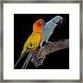 Sun Conure And Ring Neck Parakeet Framed Print