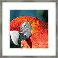 Colorful Parrot Framed Print