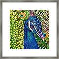Colorful Peacock Framed Print