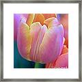 Colorful Tulip Framed Print