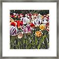 Colorful Tulips In The Sun Framed Print