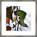 Colorful Winter Leaves Framed Print