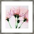 Colorized X-ray Of Roses Framed Print