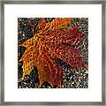 Colors And Patterns - Charming Maple Leaf Framed Print