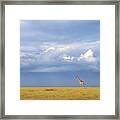 Colors Of Freedom Framed Print